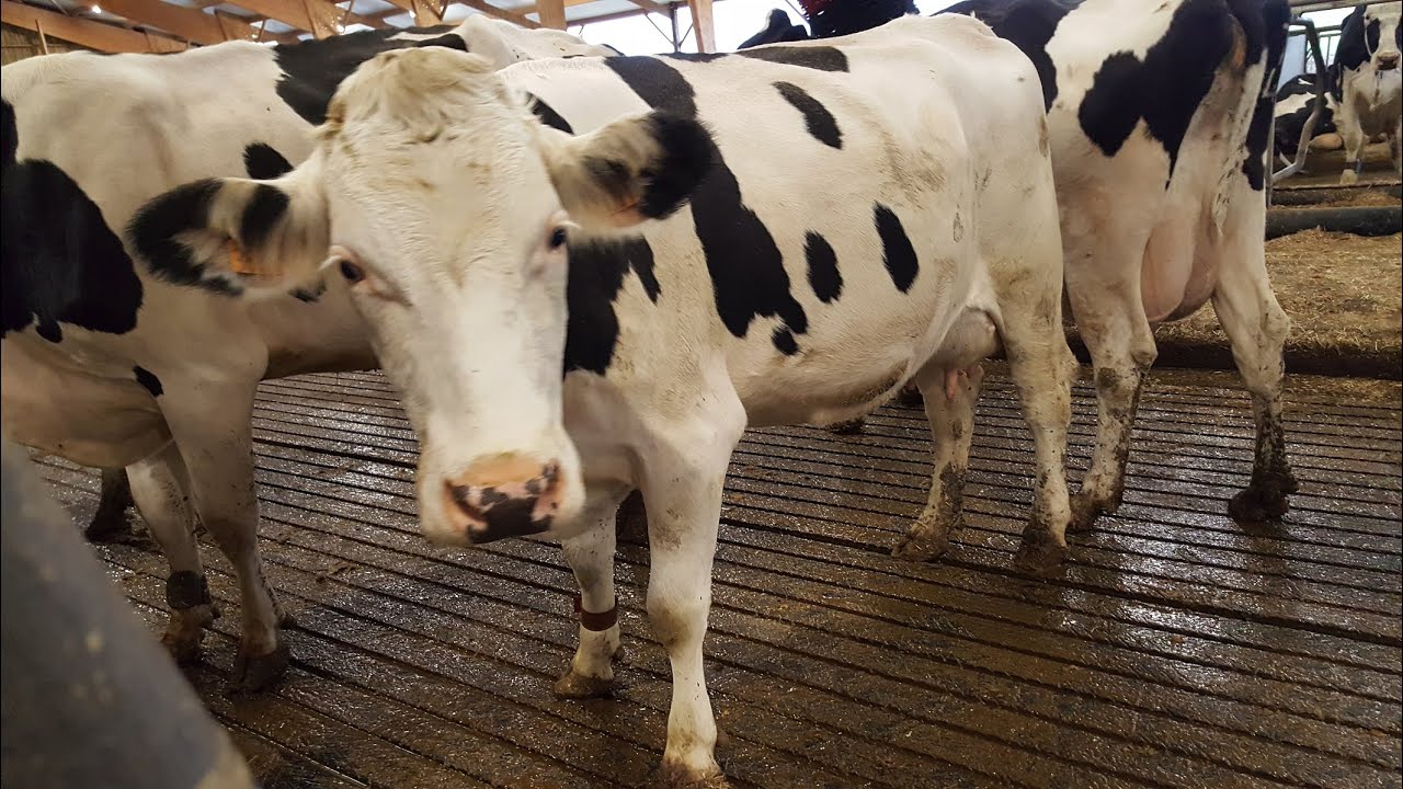 🇳🇱🐄 Ces HOLLANDAIS construisent une MAGNIFIQUE FERME LAITIÈRE en FRANCE  ! 🇫🇷 