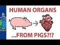 Ethical and Scientific Issues in Organ Transplants