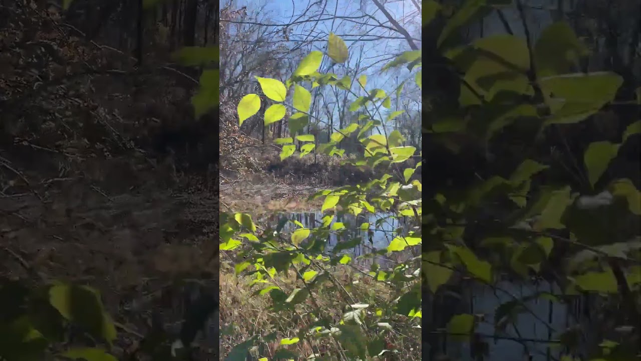 Ver a minute of luminous fields #shorts #newmusicalert no YouTube Ver a minute of luminous fields #shorts #newmusicalert no YouTube