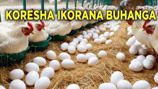 Uko Inkoko Zitera Nuburyo Amagi Akusanywa Neza Mu Bworozi Bugezweho