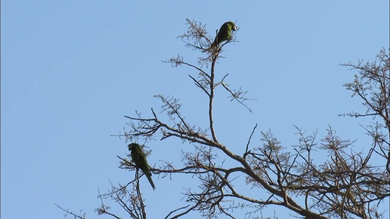 Campos e Cerrados Nº24 Maracanãpequena (Diopsittaca nobilis) YouTube