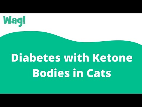 Video: Diabetes Na May Ketone Bodies Sa Cats