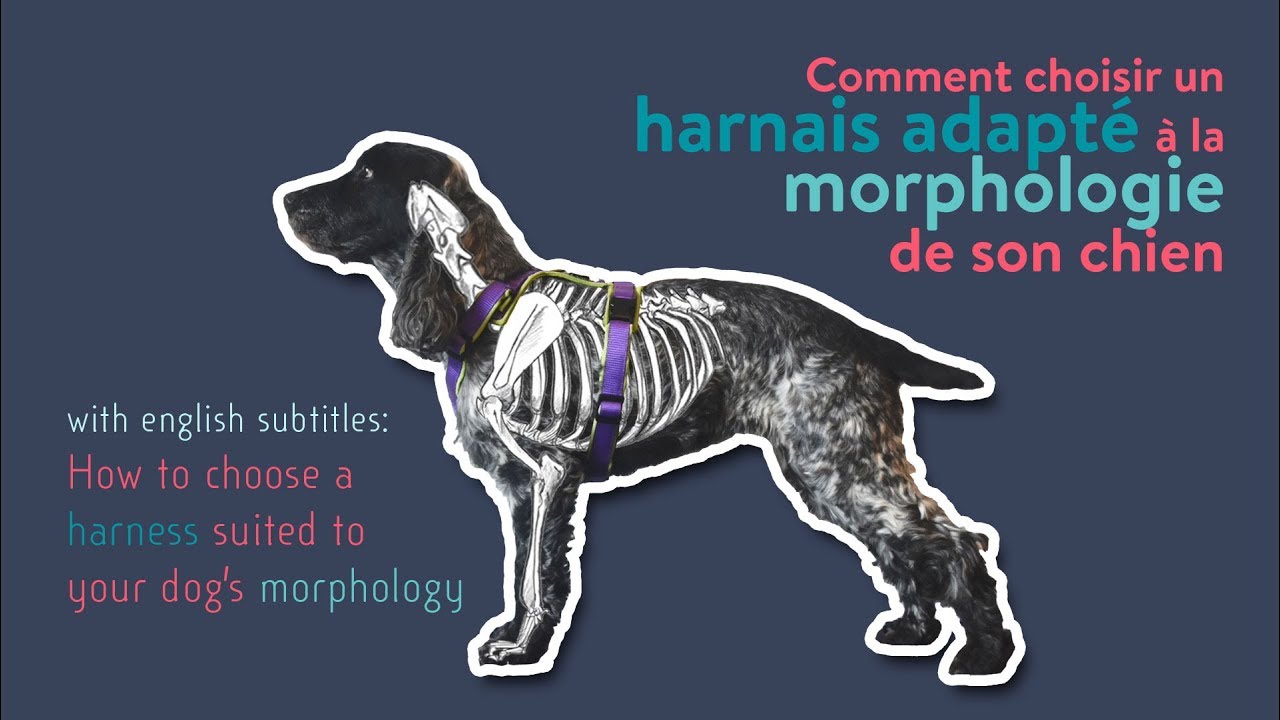 Comment bien choisir un harnais pour chien ?