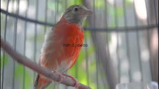 Red siskin dilute gacor cocok untuk masteran kenari murai batu cucak ijo