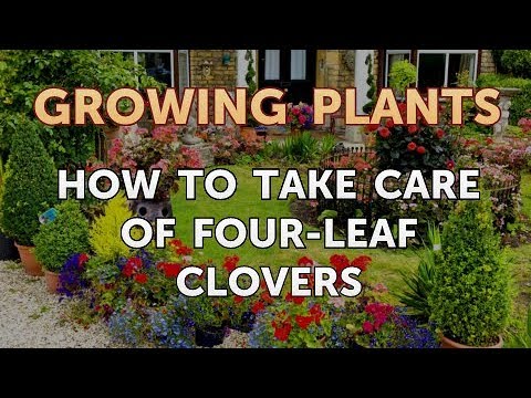 How to Take Care of Four-Leaf Clovers