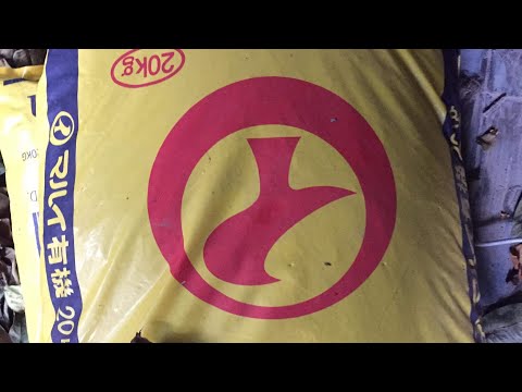 Video CÁCH BÓN PHÂN CÂY MẪU ĐƠN VÀ THAY CHẤT TRỒNG ĐÚNG CÁCH - youtube