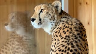 A cheetah singing along to the birds in the early morning! What does a cheetah's voice sound like?