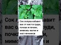 Сок лопуха избавит вас от многих болезней! #здоровье #зож
