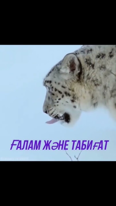 Қар барысы - YouTube