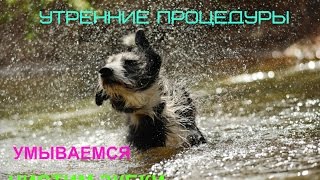 ЙОРКШИРСКИЙ ТЕРЬЕР УХОД УТРЕННИЕ ПРОЦЕДУРЫ ЙОРКШИРСКИЙ ТЕРЬЕР УХОД УТРЕННИЕ ПРОЦЕДУРЫ