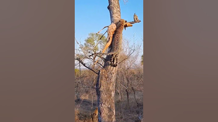 😱LEOPARD CARRYING A DEER AND CLIMBING A TREE