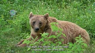 Unbelievable! 20 Facts About Brown Bears You Need to Know!