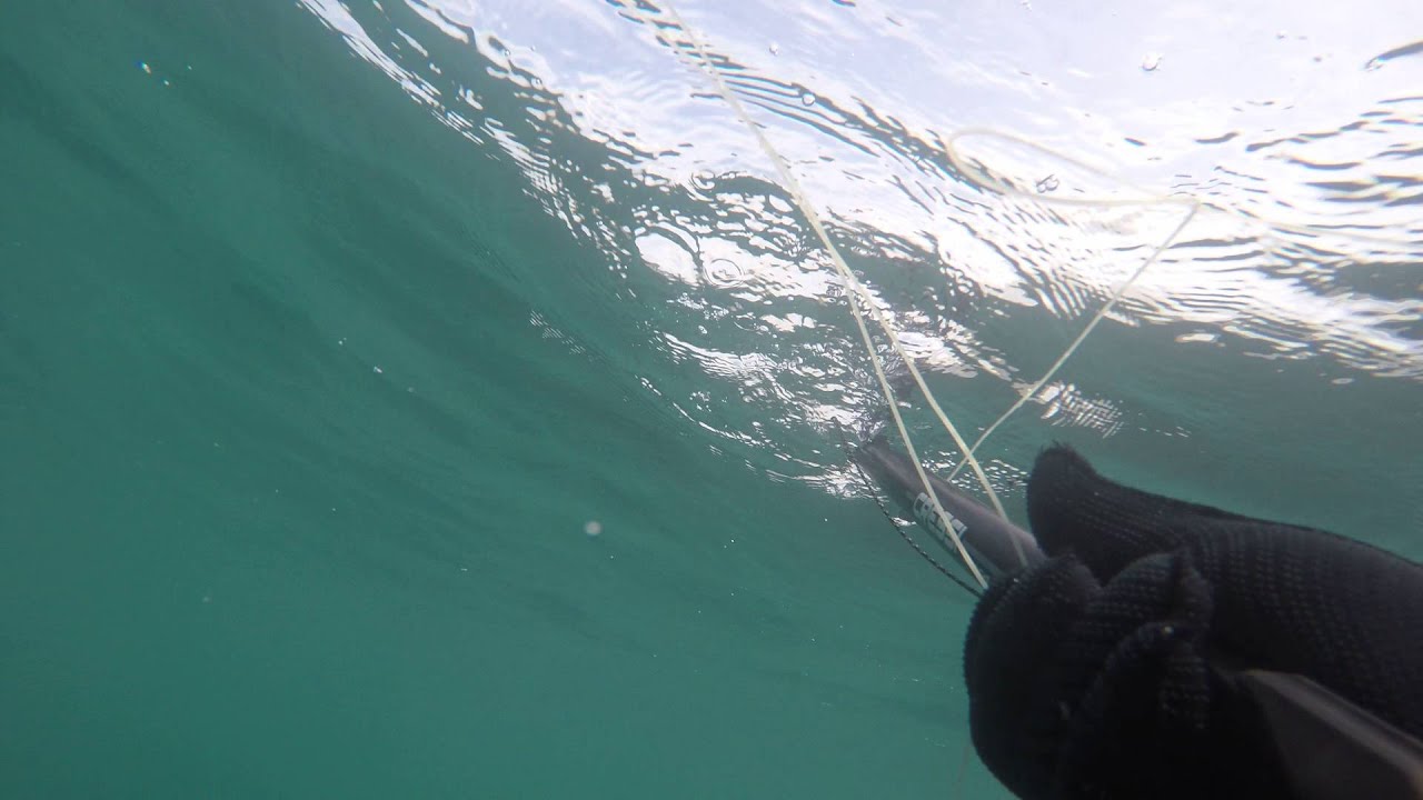 grey mullet, ringstead bay 2015