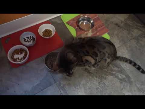 Loki: Catnip Delight 2