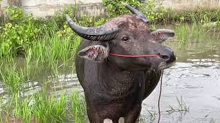 The buffalo in the water || Le buffle dans l'eau - Thailand - Sakon Nakhon