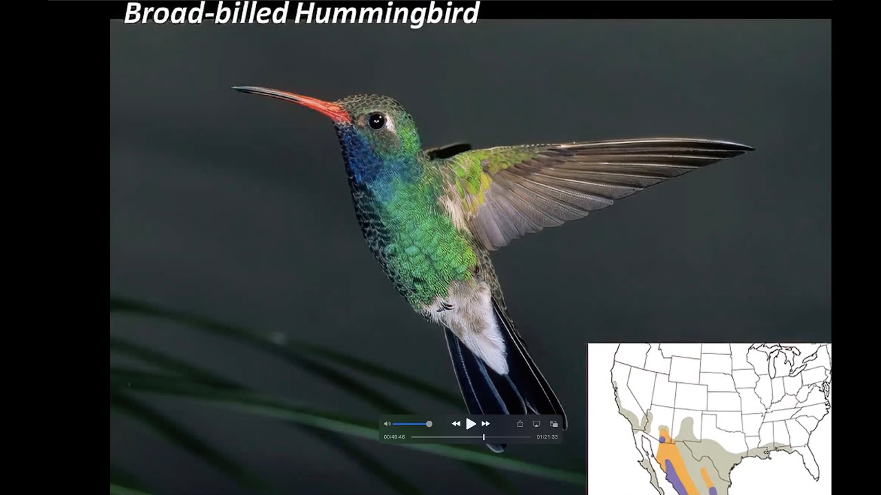 Napa Solano Audubon Presents: The Incredible Lives of Hummingbirds with  Monique Liguori