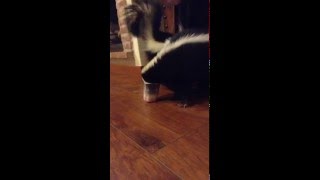 Buddy & Lily greedy skunks