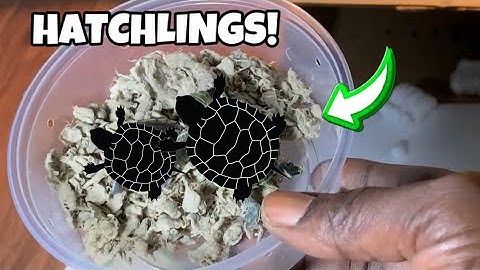 I Unboxed Live Newborn Turtles (sliders)@Myturtlestore