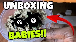 MUST SEE!!! Unboxing*LIVE* Baby Turtles @Myturtlestore