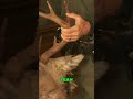 Deer Head Testing Rules: Don't Lose Your Antlers! #wardens #DeerChallenge