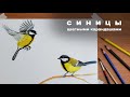 как нарисовать птицу, как нарисовать синицу цветными карандашами