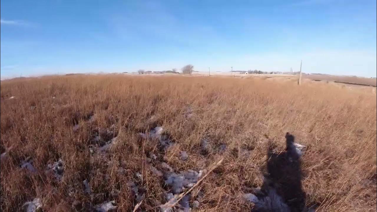 Iowa Pheasant Hunting with HHK Moxi video short 11/21/22 YouTube