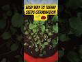 Turnip seeds germination🌱| शलगम कैसे लगाए #gardening #trending #shorts #vegetables #farming #nature