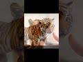 Small but fierce, the tiniest tiger roars loudest