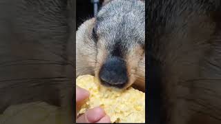 marmot eat corn 2