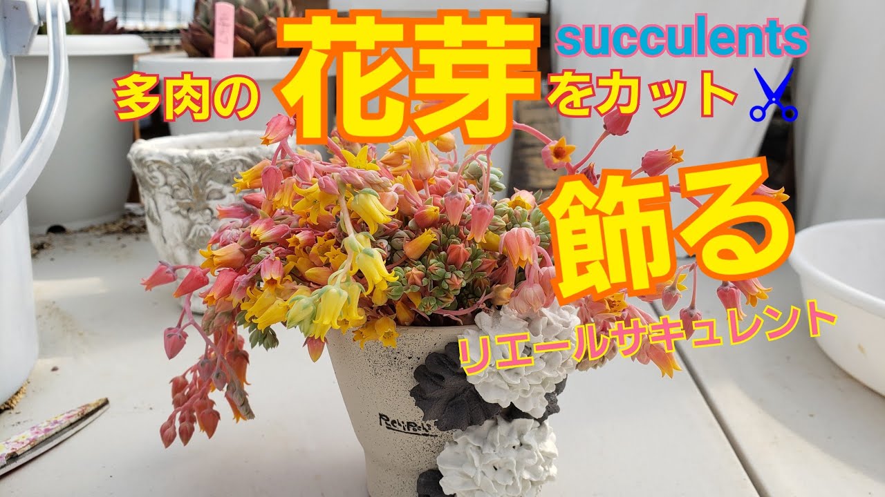 多肉植物 多肉植物の花芽 をカット して 飾る Youtube