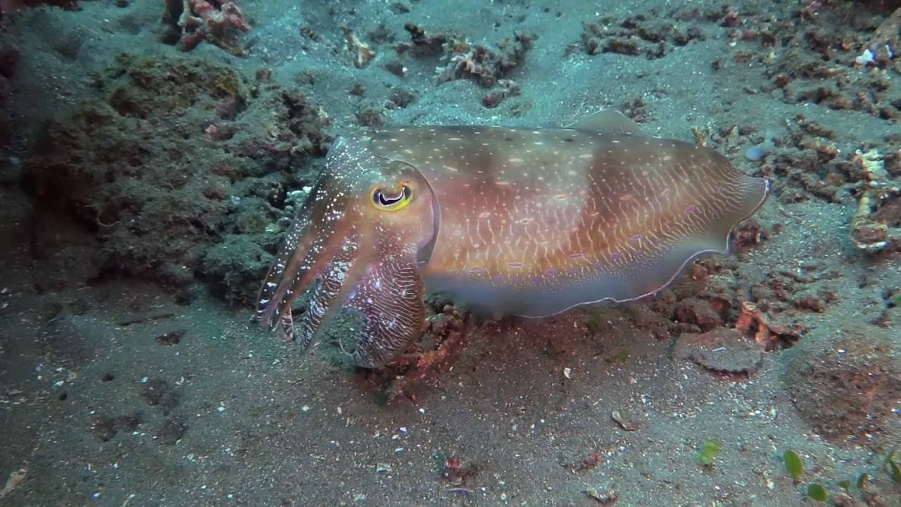 Cuttlefish light show YouTube