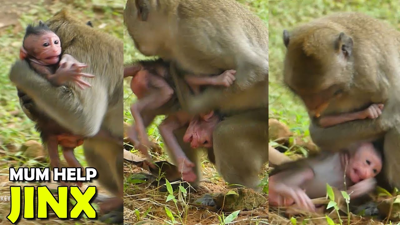 Top Scared! Newborn Baby Monkey Crying Loudly Hungry Milk Because Tarzanna Kidnap Her Long Time