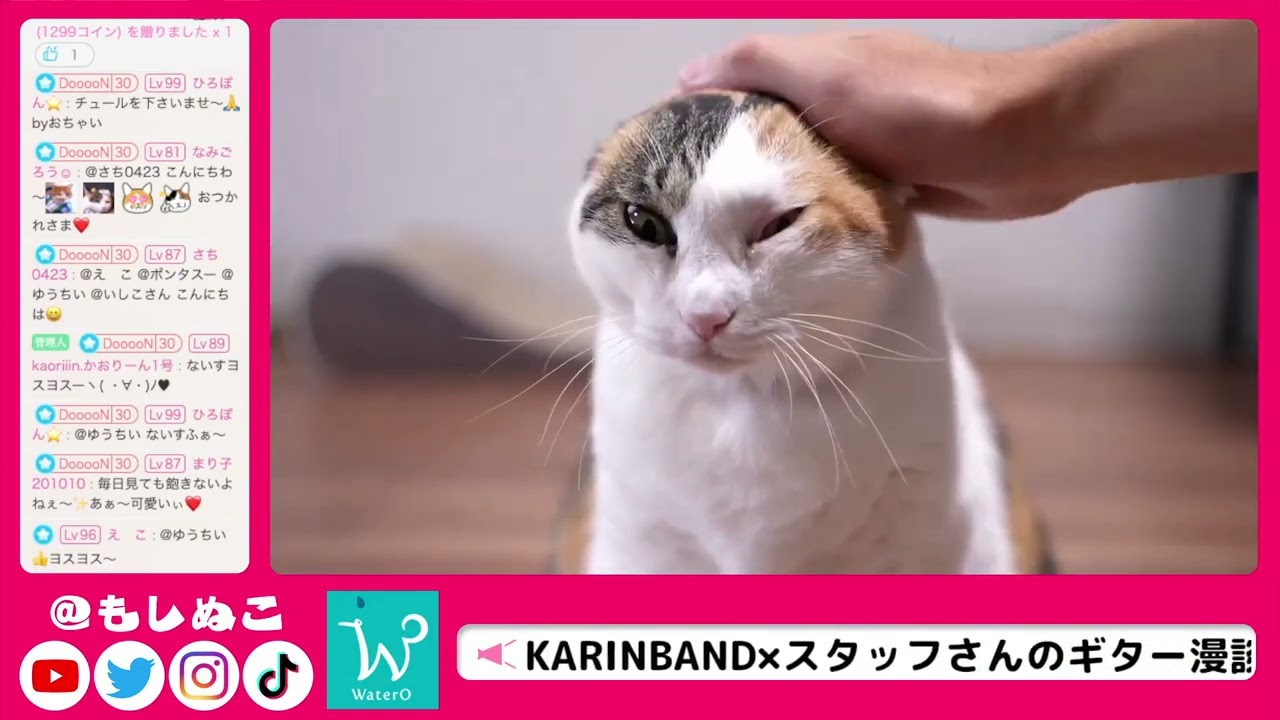 ネコ好きさん The story of a cat-loving shop owner and a stray cat - YouTube