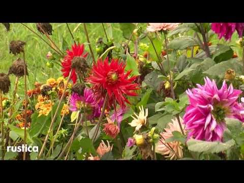 Vidéo: Il Est Temps De Déterrer Les Dahlias