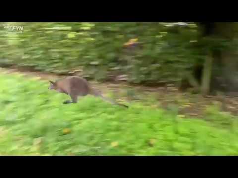 Video: Hvorfor Har En Mandlig Kænguru Brug For En Taske