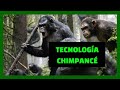 Tecnología Chimpancé  | civilización simia | planeta de los simios #chimpancés  #evolución