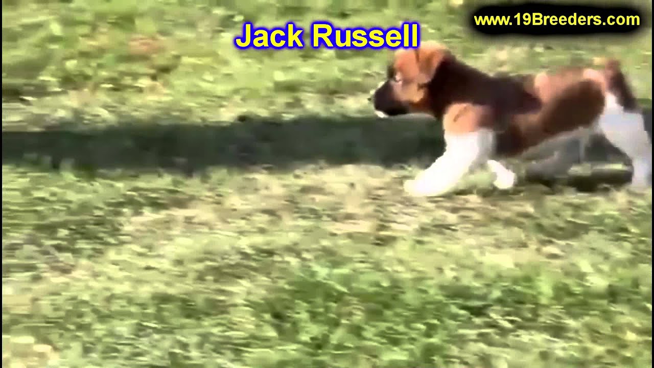 Jack Russell, Puppies, For, Sale, In, Billings, Montana, MT, Missoula, Great Falls, Bozeman ...