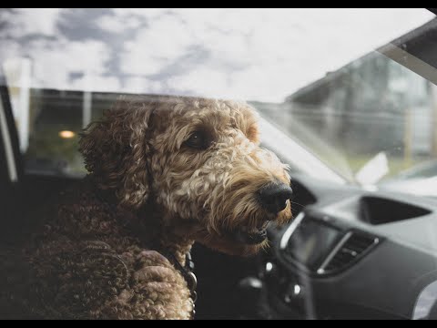 Vidéo: Protéger votre animal de la chaleur estivale