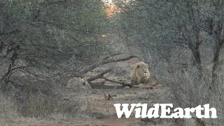 WildEarth - Sunrise Safari -  14 July 2023