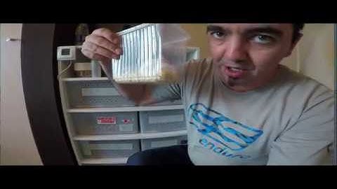 Feeding Live Mice to my Ball Pythons Part I