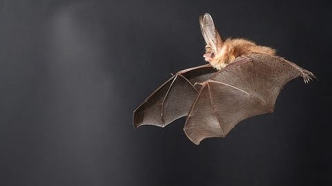 How bats’ flight technique could lead to better drones