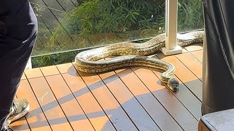 Big Coastal Carpet Python on the Sunshine Coast