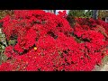 Azaleas cultivadas en el exterior, mis recomendaciones.