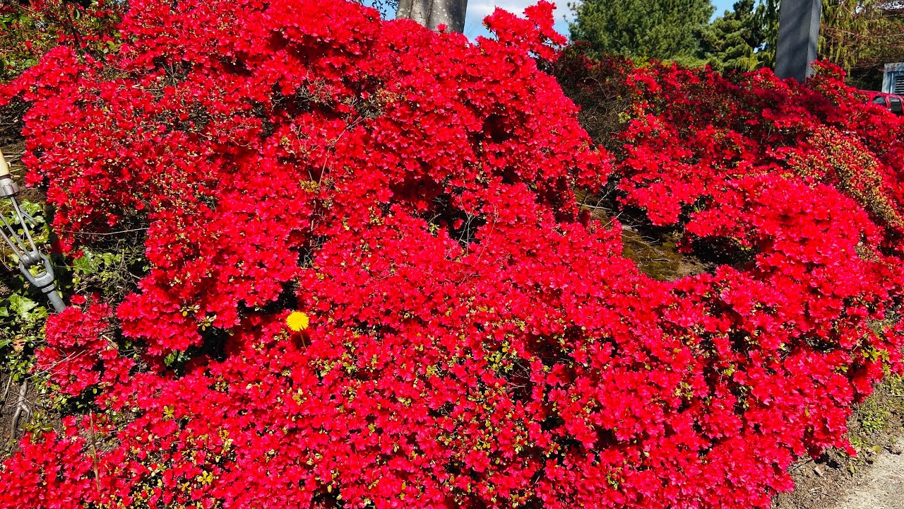 Azaleas cultivadas en el exterior, mis recomendaciones. ║Orquídeas en el  mundo - YouTube