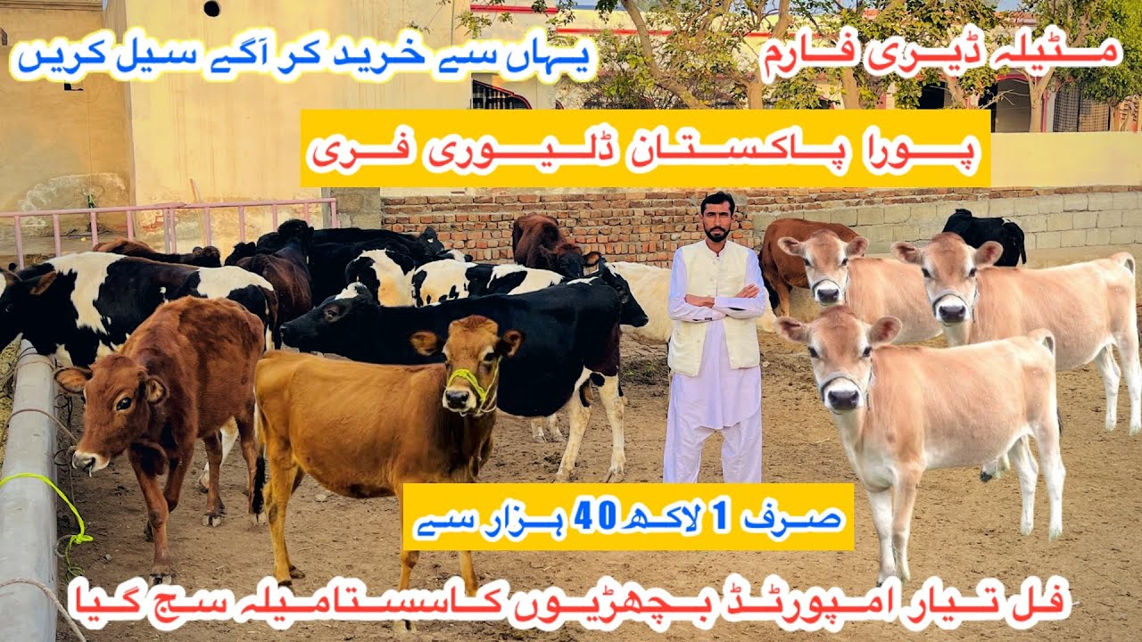 Mateela Dairy Farm | Imported Australian Fresian Heifers For Sale | Black Jersey Hf |9 February 2026