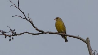 Groenling (European greenfinch)