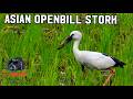 Asian Openbill Stork hunting at paddy field at Balarambati BLAE | শামুকখোল | Canon 4K 60FPS Video