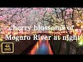 目黒川の夜桜 night cherry blossoms of Meguro River【4K】【April 2019】