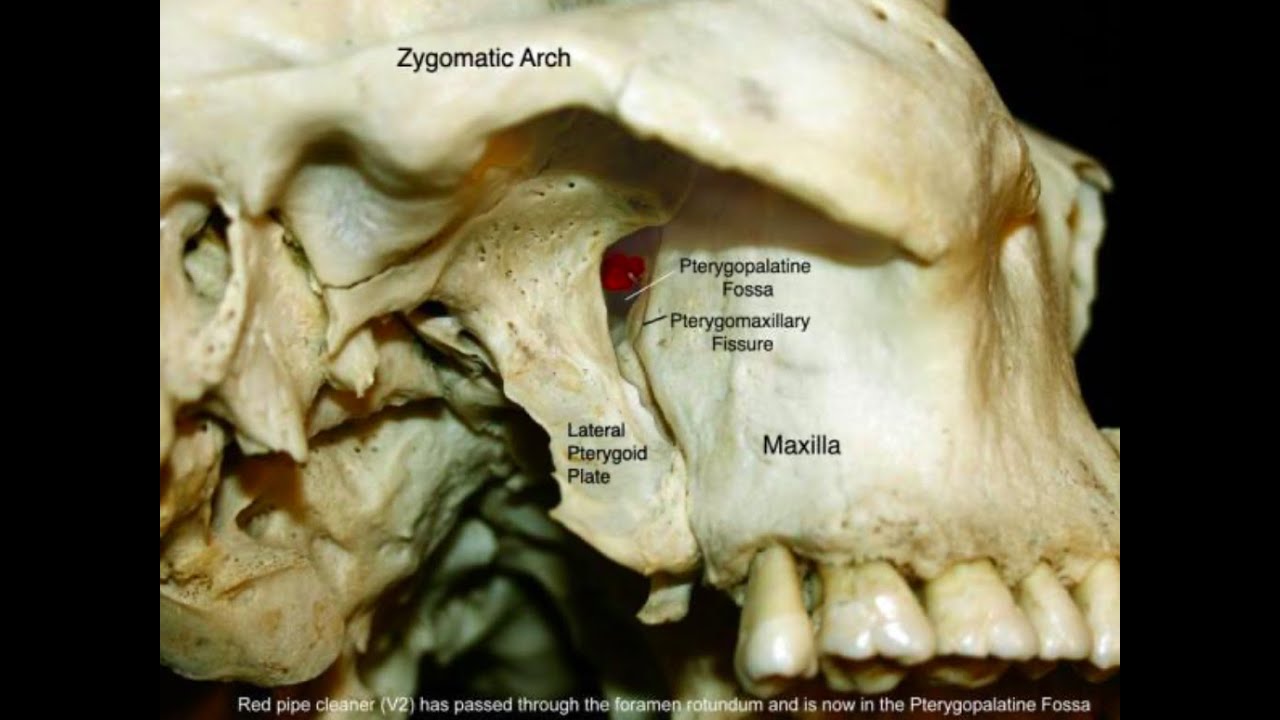BAŞ BOYUN ANATOMİSİ 5
