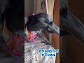 会話が成立するカラスの口がパンパンです‼BGMキジバト2022/3/29撮影#crow#カラス#保護カラス